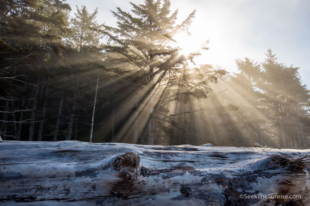 Highway 101 Washington Coast Road Trip Itinerary Day 4: Forks to ...