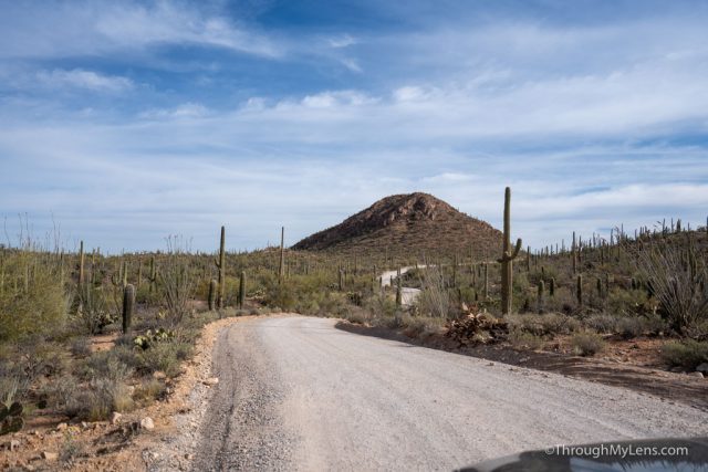 15 Things to do in Saguaro National Park - Through My Lens